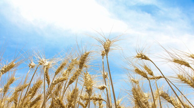 رئیس جهاد کشاورزی بوشهر: ۱۱۰ هزار تن گندم در استان بوشهر برداشت می‌شود