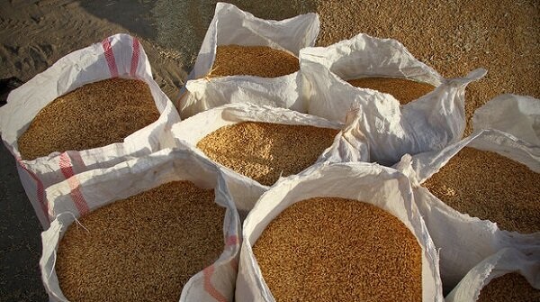 امسال؛ ۵٩١ هزار تن گندم در آذربایجان‌غربی از زارعان خریداری می شود
