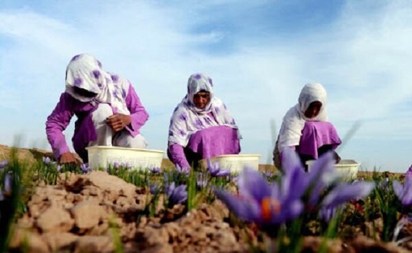 ‌کاهش ۲۰ درصدی صادرات زعفران در دوران کرونا