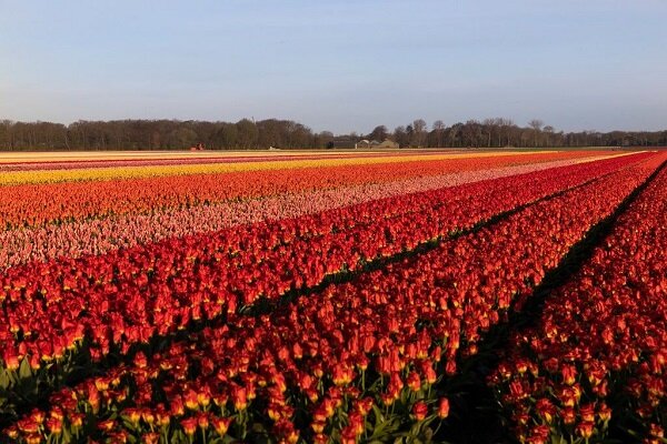 کرونا صنعت گل هلند را نابود کرد