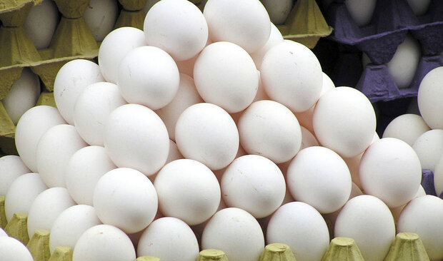 رئیس سازمان بازرگانی استان تهران اعلام کرد: کاهش ۱۰ درصدی قیمت مرغ و تخم مرغ