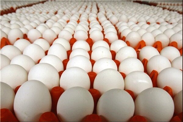 صادرات تخم مرغ متوقف شد/ هر شانه؛ ۳۰ هزار تومان