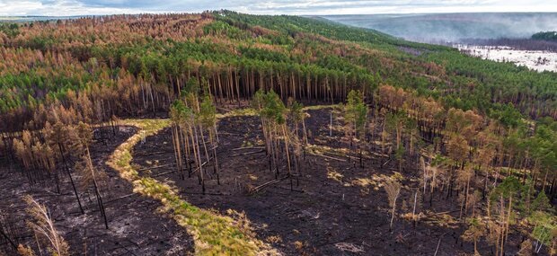 رییس سازمان جنگل‌ها اعلام کرد: اولویت احیا و بازسازی اراضی منابع‌ طبیعی آسیب‌دیده از حریق