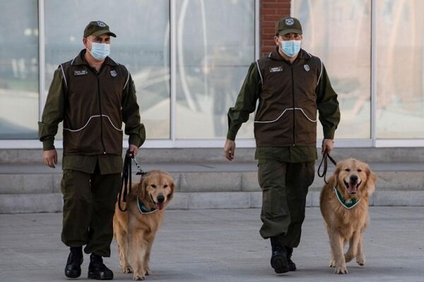 پلیس شیلی برای تشخیص افراد مبتلا به کرونا از سگ استفاده می کند